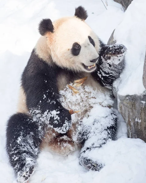 在中国东部江苏省南京洪山森林动物园 一只大熊猫在被雪覆盖的地面上吃竹笋 — 图库照片