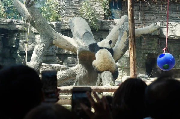 Panda Gigante Descansa Disfruta Del Sol Primavera Zoológico Beijing Beijing — Foto de Stock