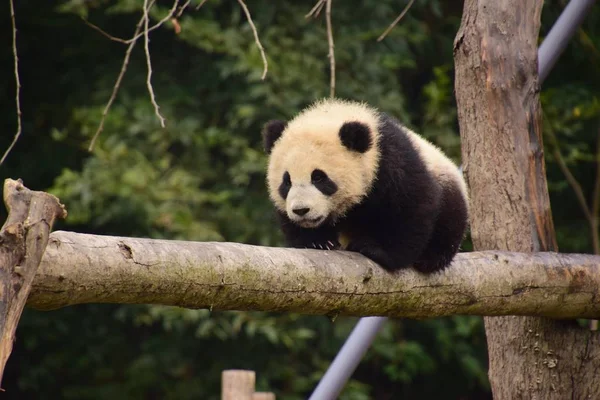 Гигантский Детёныш Панды Осторожно Ползает Балке Базе Китайского Центра Сохранению — стоковое фото