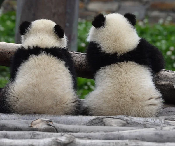 Två Jätte Panda Ungar Vilar Ett Träställ Vid Wolongs Nationalnaturreservat — Stockfoto