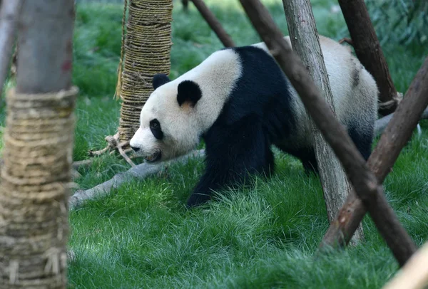 2018年4月22日 日本出生的大熊猫 在中国西南贵州省贵阳市钱陵山公园的圈内玩耍 — 图库照片