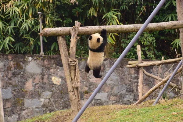 2018年2月9日 在中国西南四川省大熊猫保护研究中心基地 一只大熊猫幼崽在梁上悬挂在空中 — 图库照片