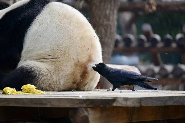 Corbeau Picore Arrache Fourrure Panda Géant Zoo Pékin Chine Avril — Photo