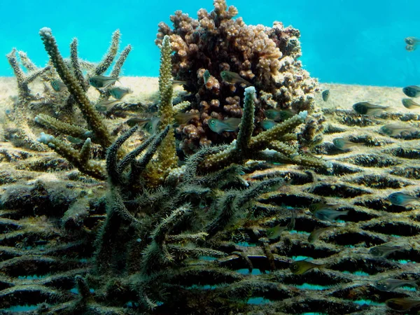 Paysage Grande Barrière Corail Large Des Côtes Queensland Australie 2018 — Photo