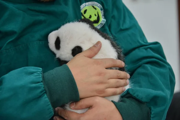 Guarda Panda Chinês Brinca Com Filhote Panda Gigante Uma Base — Fotografia de Stock