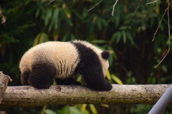 2018年2月9日 一只大熊猫幼崽在中国西南四川省大熊猫保护研究中心的一个基地 小心翼翼地爬在横梁上 — 图库照片