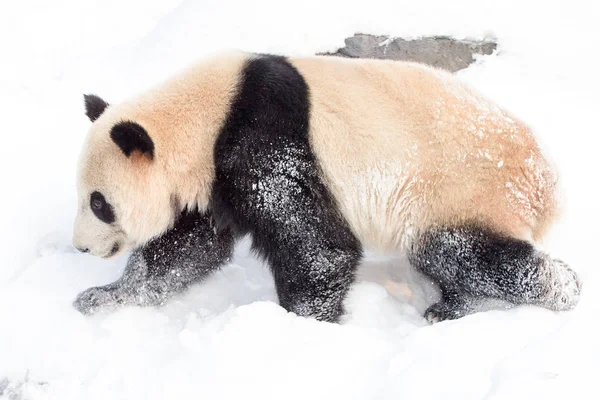 在中国东部江苏省南京市红山林动物园降雪后 一只大熊猫在被雪覆盖的地面上玩耍 — 图库照片