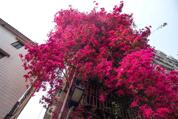 Ein Blick Auf Einen Blumigen Wasserfall Aus Blühenden Bougainvilleen Der — Stockfoto