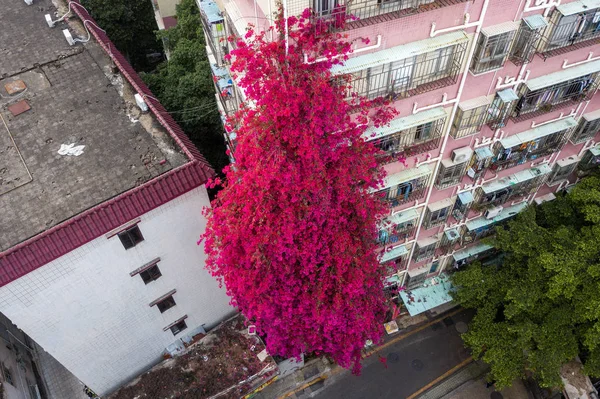 2018年3月17日 中国南方广东省深圳市一座八层住宅楼一侧流淌着盛开的花瀑布 — 图库照片