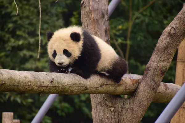 Cub Giant Panda Indeksuje Ostrożnie Belkę Bazie Chiny Ochrony Centrum — Zdjęcie stockowe