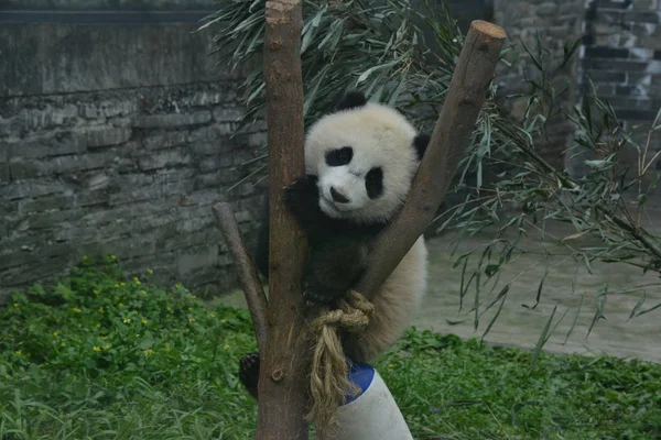 Гигантский Детёныш Панды Играет Дереве Базе Центра Сохранения Исследования Китая — стоковое фото