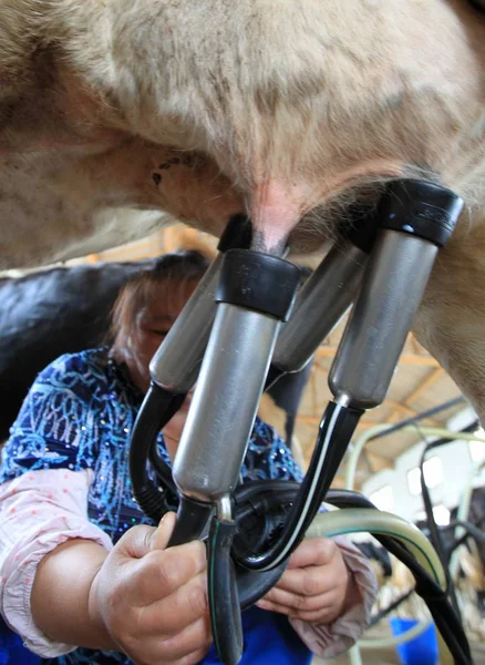 Dosya Bir Çinli Işçi Huji Köyünde Yili Grubu Bir Süt — Stok fotoğraf