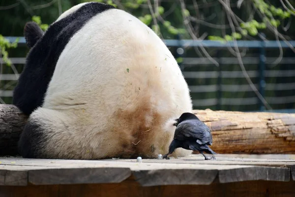 Corvo Pica Arranca Pele Rabo Panda Gigante Zoológico Pequim Pequim — Fotografia de Stock