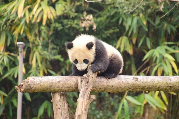 Egy Óriás Panda Cub Térképezi Fel Óvatosan Gerenda Tövénél Kína — Stock Fotó