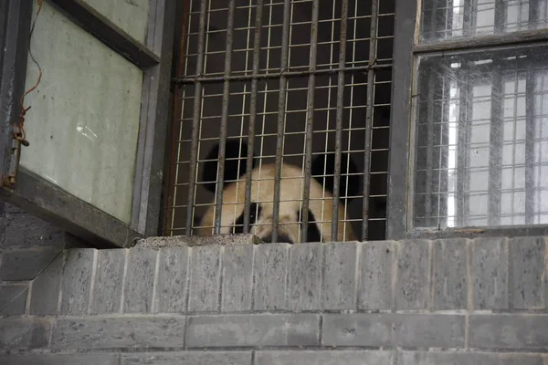 Panda Gigante Cheng Jiu Recinto Cuando Comienza Rehabilitación Después Recibir — Foto de Stock