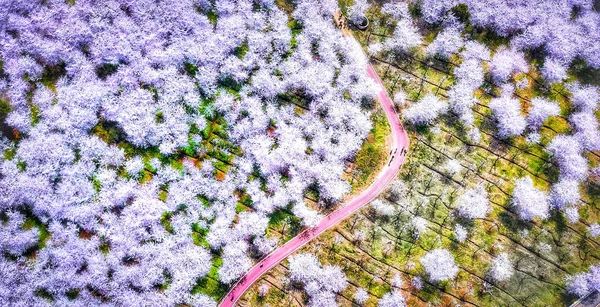 Vue Aérienne Des Fleurs Cerisier Pleine Floraison Dans Une Ferme — Photo