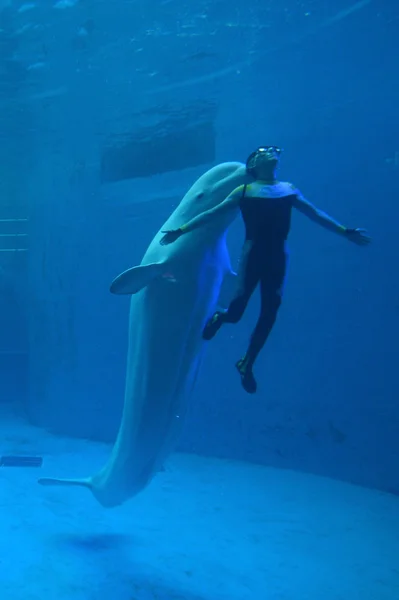 Ein Tierpfleger Tanzt Mit Einem Beluga Wal Unter Wasser Während — Stockfoto