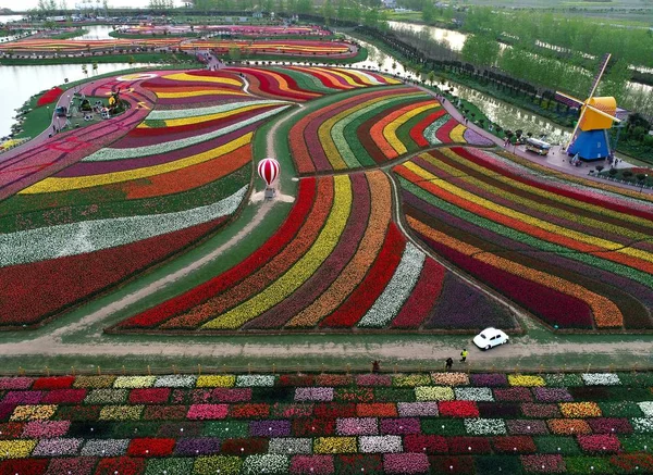 Vue Aérienne Millions Tulipes Fleur Dans Mer Des Fleurs Hollandaise — Photo