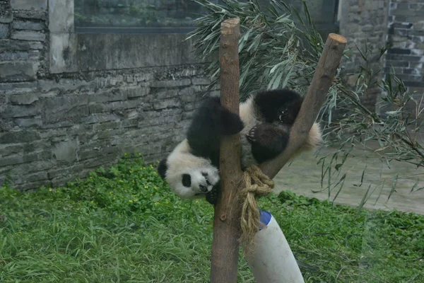 Ein Riesenpanda Junges Spielt Auf Einem Baum Fuß Des Chinesischen — Stockfoto
