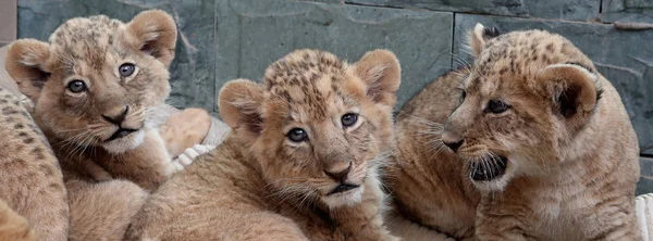 Pasgeboren Afrikaanse Leeuw Kwintolen Worden Afgebeeld Tijdens Hun Publiek Debuut — Stockfoto