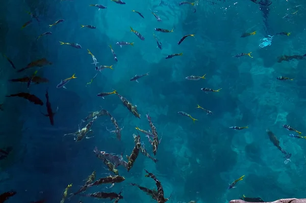 Пейзаж Большого Барьерного Рифа Коралловом Море Побережья Квинсленда Австралия 2018 — стоковое фото