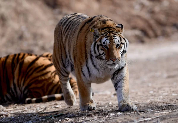 Fette Sibirische Tiger Shenyang Tigerpark Der Stadt Shenyang Provinz Liaoning — Stockfoto