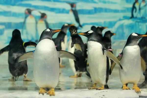 Los Pingüinos Representan Harbin Polarland Ciudad Harbin Provincia Heilongjiang Noreste — Foto de Stock