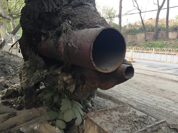 Een Meter Hoge Boom Groeit Rond Twee Ijzeren Pijpen Wuhan — Stockfoto