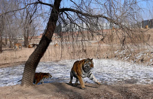 Μια Χοντρή Τίγρης Της Σιβηρίας Απεικονίζεται Στο Πάρκο Tiger Της — Φωτογραφία Αρχείου