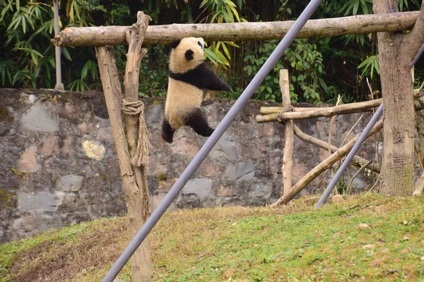 Ein Riesenpanda Junges Schwebt Der Luft Auf Einem Balken Einem — Stockfoto