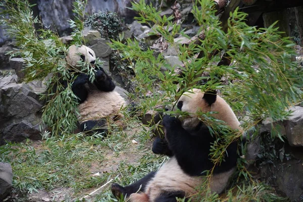 자이언트 Jiu 항저우 동쪽으로 중국의 2018에에서 동물원에서 Shuang Hao와 대나무를 — 스톡 사진