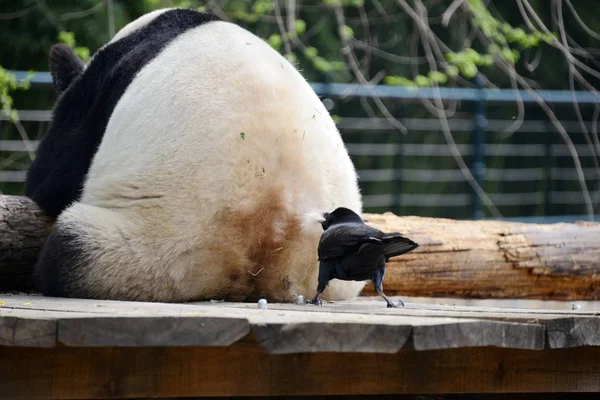 Corvo Pica Arranca Pele Rabo Panda Gigante Zoológico Pequim Pequim — Fotografia de Stock