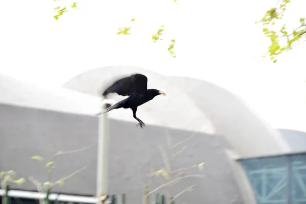 Crow Posiada Futro Pysku Oskubaniu Się Butt Pandy Zoo Beijing — Zdjęcie stockowe