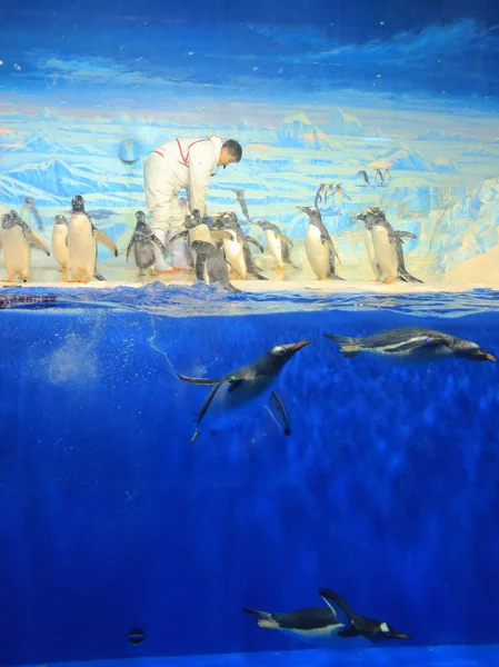 Ein Trainer Präsentiert Eine Performance Mit Pinguinen Harbin Polarland Harbin — Stockfoto