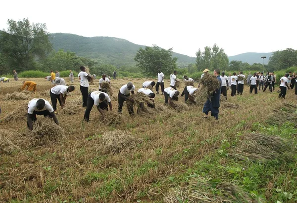 Utländska Studenter Shaolin Temple Harvest Vete Som Form För Att — Stockfoto