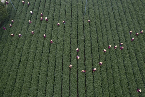Des Agriculteurs Chinois Récoltent Thé Longjing Dans Une Plantation Thé — Photo