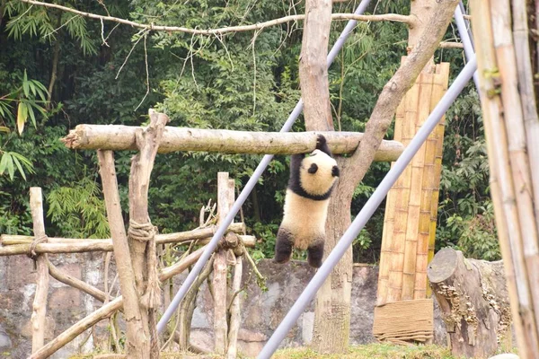 Filhote Panda Gigante Suspende Uma Viga Uma Base Centro Conservação — Fotografia de Stock
