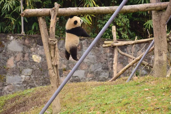 Filhote Panda Gigante Suspende Uma Viga Uma Base Centro Conservação — Fotografia de Stock