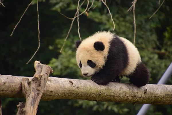 Ein Riesenpanda Junges Krabbelt Vorsichtig Auf Einem Balken Fuß Des — Stockfoto