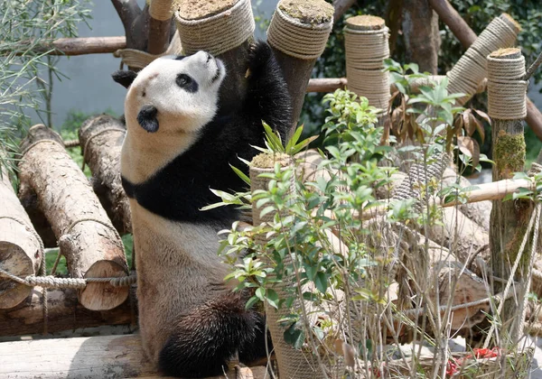 Panda Gigante Espanhola Xingbao Joga Seu Recinto Parque Qianlingshan Cidade — Fotografia de Stock