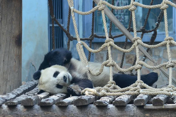 Panda Géant Repose Profite Soleil Printemps Zoo Pékin Pékin Chine — Photo