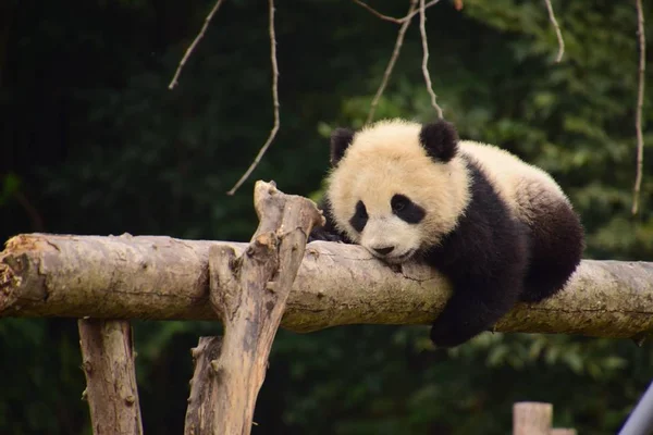 Egy Óriás Panda Cub Térképezi Fel Óvatosan Gerenda Tövénél Kína — Stock Fotó