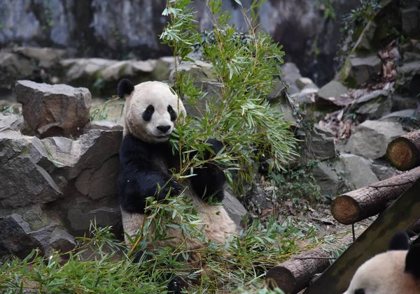 Négy Régi Hím Óriás Panda Cheng Jiu Bambusz Eszik Hangzhou — Stock Fotó