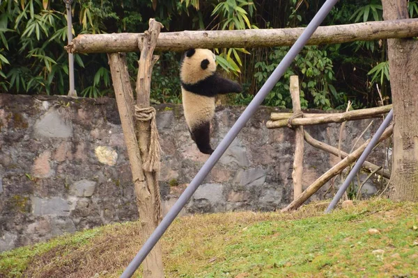 Filhote Panda Gigante Suspende Uma Viga Uma Base Centro Conservação — Fotografia de Stock