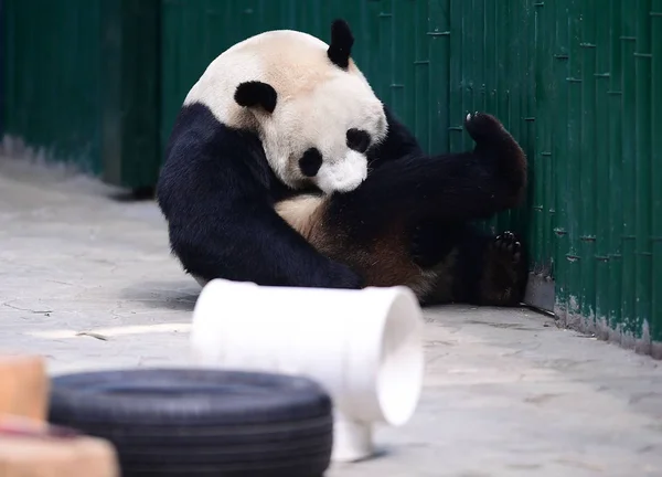 Der Als Männlich Bestätigte Riesenpanda Spielt Shenyang Forstpark Der Stadt — Stockfoto