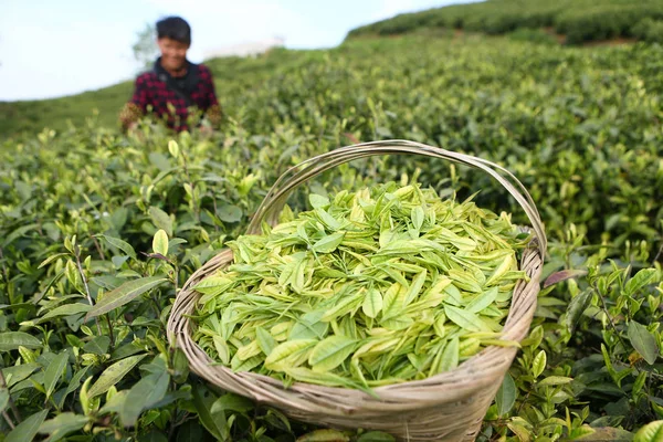 Een Chinese Boer Oogsten Witte Theebladeren Een Thee Plantage Guiyang — Stockfoto