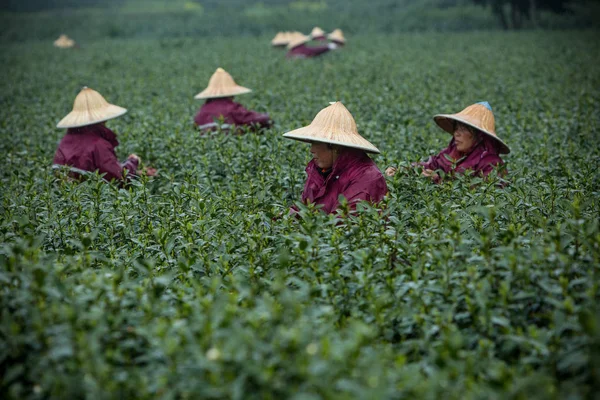 Chinese Boeren Oogsten Longjing Thee Een Thee Plantage Hangzhou City — Stockfoto
