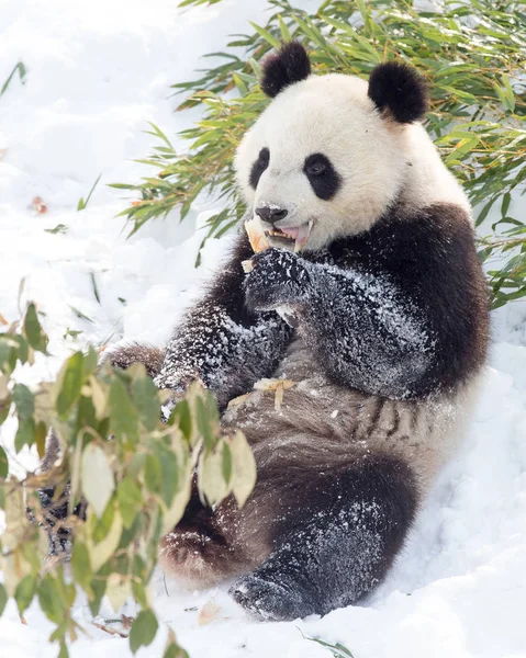 在中国东部江苏省南京洪山森林动物园 一只大熊猫在被雪覆盖的地面上吃竹笋 — 图库照片