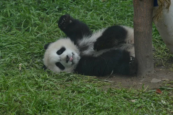 Filhote Panda Gigante Cai Cabeça Uma Árvore Uma Base Centro — Fotografia de Stock