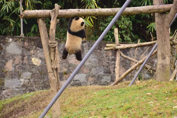 Ein Riesenpanda Junges Schwebt Der Luft Auf Einem Balken Einem — Stockfoto